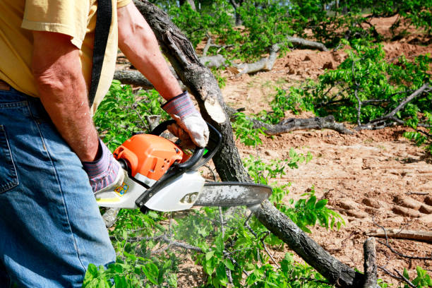 Tree Root Removal in Pleasant Prairie, WI